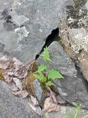 Chenopodiastrum hybridum