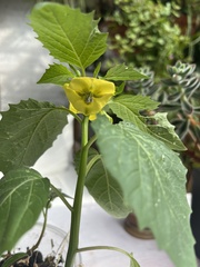 Physalis philadelphica
