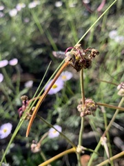 Mirabilis linearis