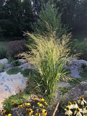 Panicum virgatum