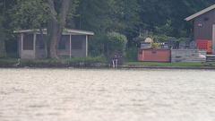 Ardea herodias occidentalis