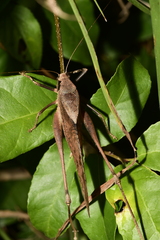 Mecopoda elongata
