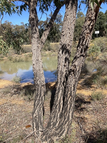 Image of Eucalyptus patens by (c) Thomas Mesaglio, some rights reserved (CC BY)