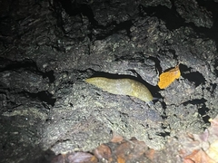 Limacus
