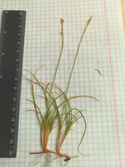 Carex borealipolaris
