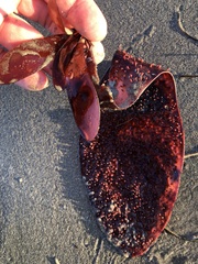 Chondracanthus exasperatus