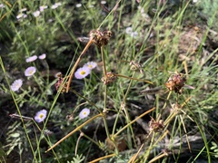 Mirabilis linearis