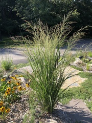 Panicum virgatum