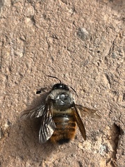 Xylocopa tabaniformis azteca