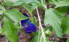 Arhopala centaurus
