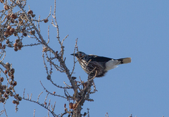 Nucifraga caryocatactes