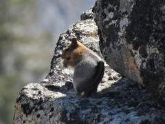 Callospermophilus lateralis