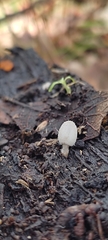Coprinopsis nivea