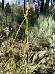 Cyperus eragrostis