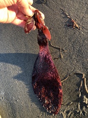 Chondracanthus exasperatus