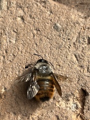 Xylocopa tabaniformis azteca