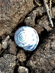 Oreohelix