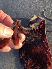 Chondracanthus exasperatus