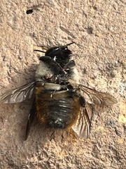 Xylocopa tabaniformis azteca