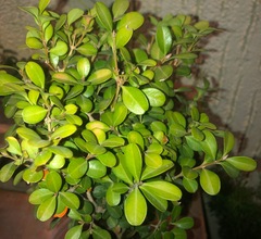 Buxus microphylla