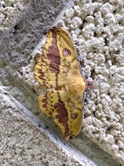 Copaxa lavenderohidalgensis