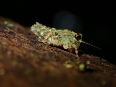 Tetrigidae