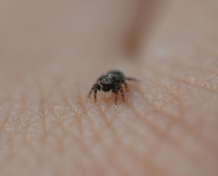 Euophryini
