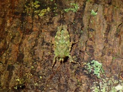 Tetrigidae