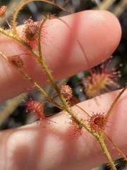 Drosera macrantha