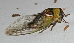 Megatibicen pronotalis