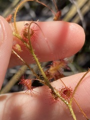 Drosera macrantha