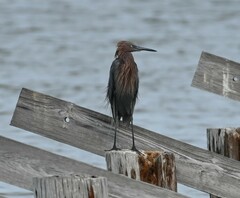Egretta rufescens
