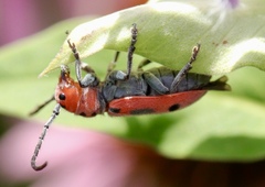 Tetraopes tetrophthalmus