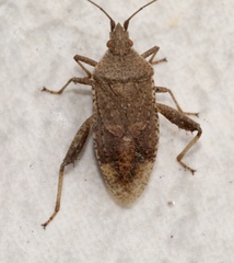Coreoidea