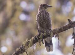 Nucifraga caryocatactes