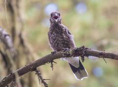 Nucifraga caryocatactes