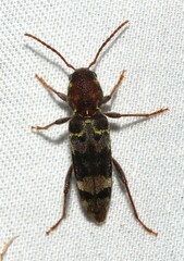 Xylotrechus colonus