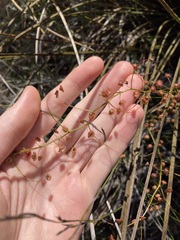 Drosera macrantha