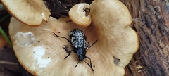 Cypherotylus californicus