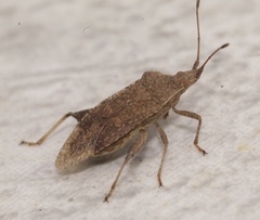 Coreoidea