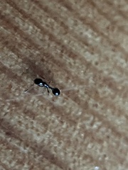 Monomorium ergatogyna