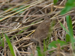 Hyponephele lycaon