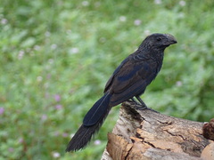 Crotophaga sulcirostris