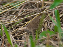 Hyponephele lycaon