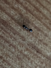 Monomorium ergatogyna