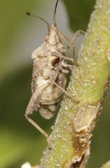 Coreoidea