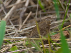 Hyponephele lycaon