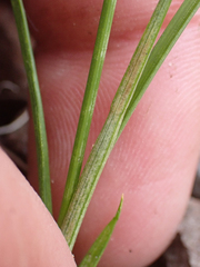 Carex tahoensis