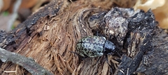 Cypherotylus californicus