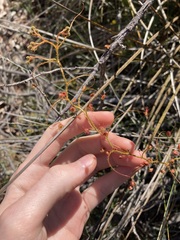 Drosera macrantha